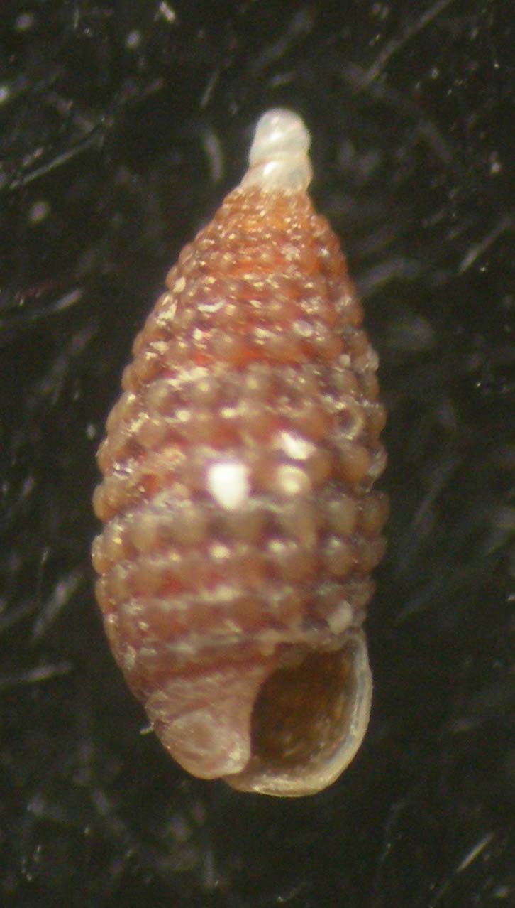 Cerithiopsis ladae